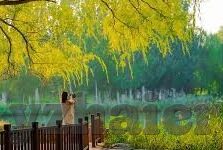 糖心APP官网破解-揭开迷雾，洞悉糖心APP官网的探索之旅